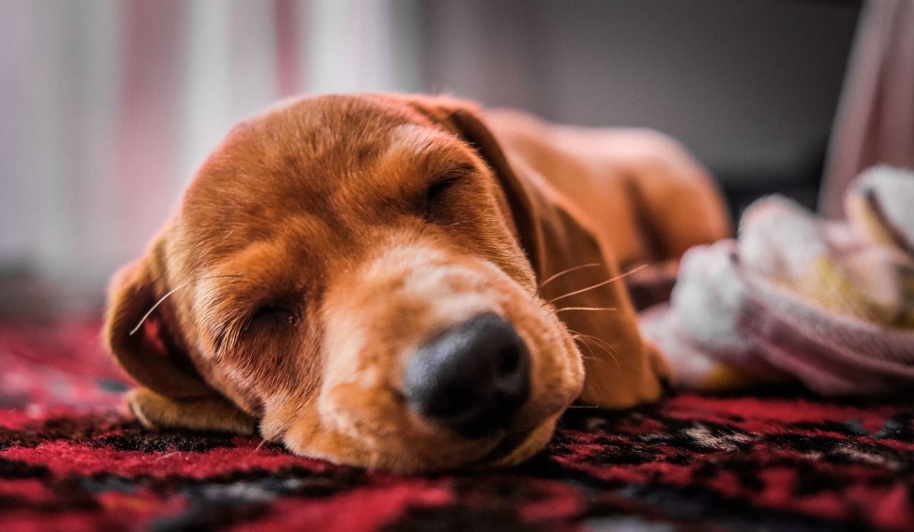 Dogs go free this summer at The Swan at Lavenham