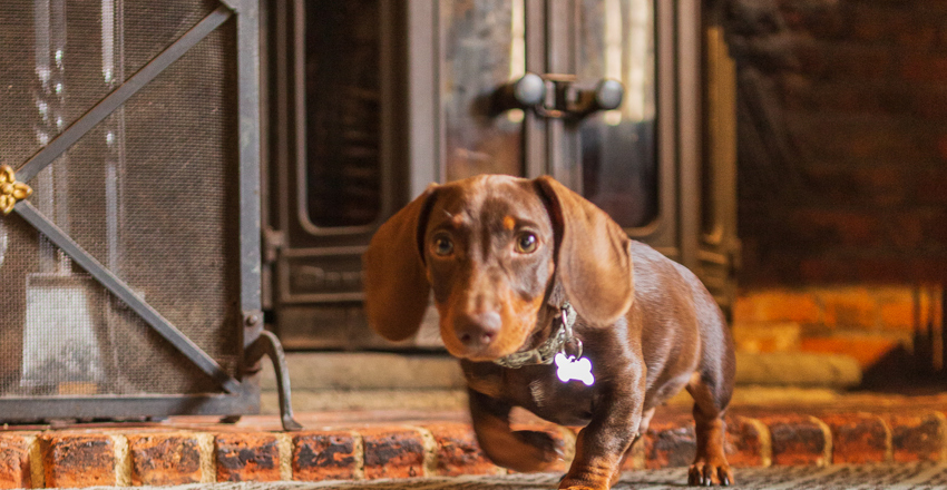 Dogs are allowed in our lounge and bar area