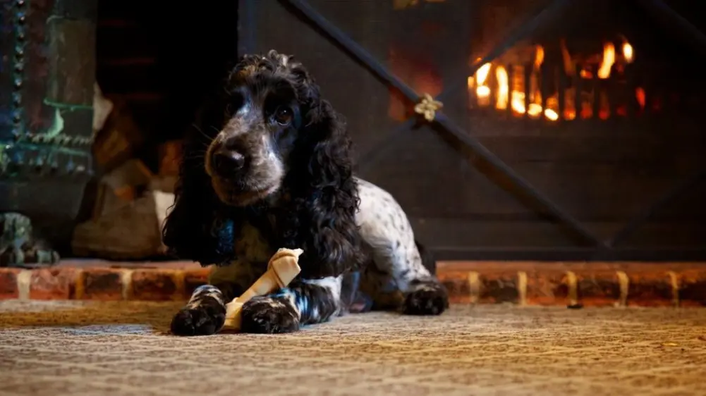 This is roughly how the afternoon goes after four miles of Suffolk field paths. Every dog staying with us gets a blanket, a bowl and treats, and the fire in the lounge is lit from autumn onwards.
