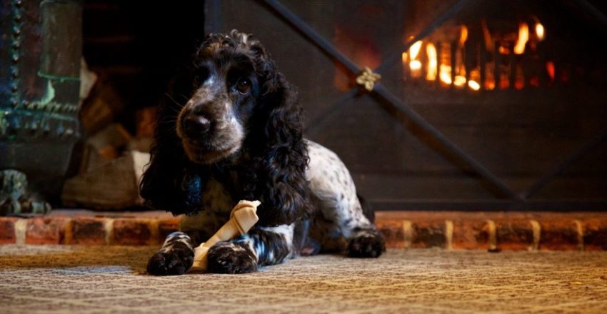 Dogs go free this summer offer at The Swan at Lavenham