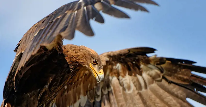 Lavenham Falconry, Suffolk