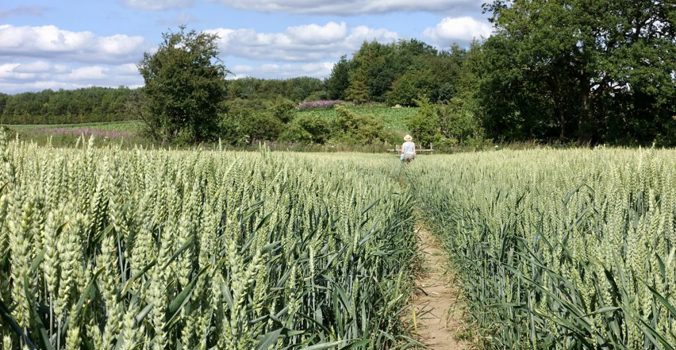Lavenham field of crops