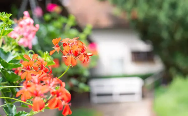 Flowers by The Swan's garden