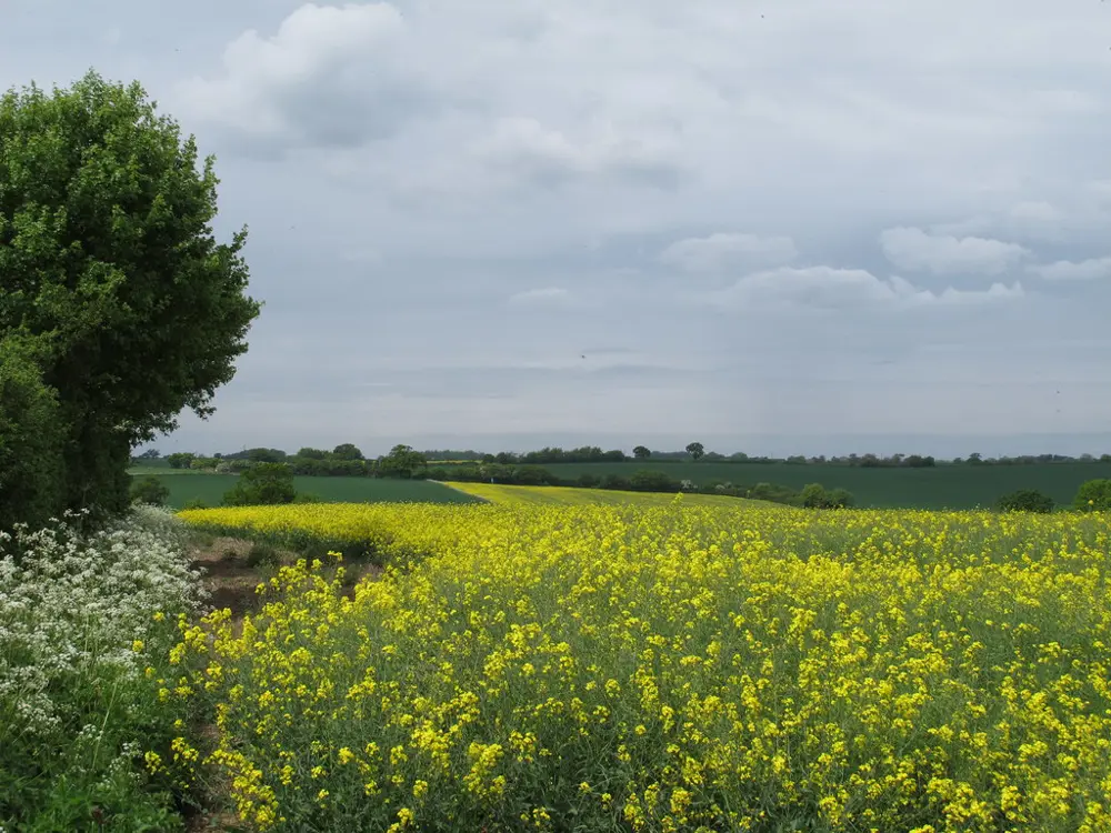 The paths out of Lavenham cross working farmland, so the same route looks different every month of the year