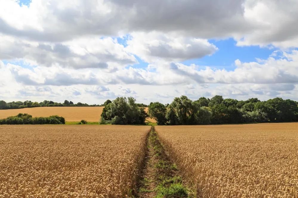 In July the footpaths run between fields of wheat, with skylarks rising out of them as you pass. There are streams to stop at and throw stones into, and space enough to let the dog off and watch him go.