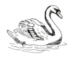 The Swan Drawings 1