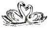 The Swan Drawings 2 Swans